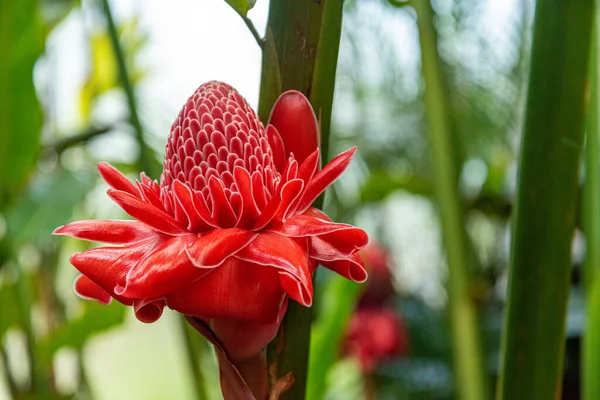 Auckland, Yeni Zelanda 'daki Domain Kış Bahçeleri' nde güzel çiçekler.
