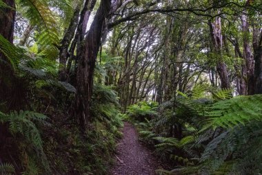 Yeni Zelanda 'nın Kuzey Adası, Waikaremoana' da Ngamoko yolunda yürüyüş.