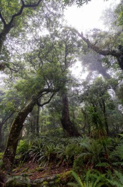 Yeni Zelanda 'nın Kuzey Adası, Waikaremoana' da Ngamoko yolunda yürüyüş.