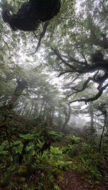 Yeni Zelanda 'nın Kuzey Adası, Waikaremoana' da Ngamoko yolunda yürüyüş.