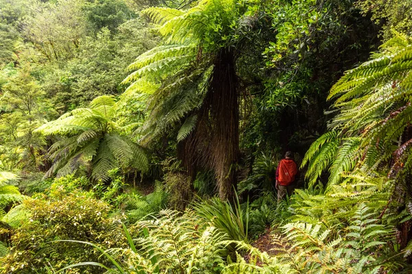 Yeni Zelanda 'nın Kuzey Adası, Waikaremoana' da Ngamoko yolunda yürüyüş.