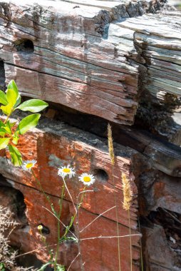 Yeni Zelanda 'daki Coromandel yarımadasında, Karangahake' de çürümüş pul bataryası.