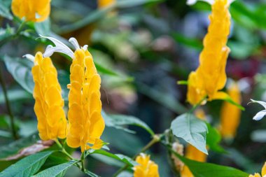 Auckland, Yeni Zelanda 'daki Domain Kış Bahçeleri' nde güzel çiçekler.