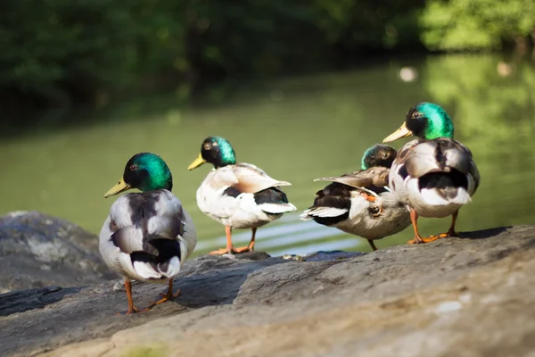 Group of wild duck in a green lake — Stock Photo, Image