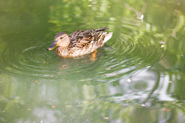Pato em um lago — Fotografia de Stock