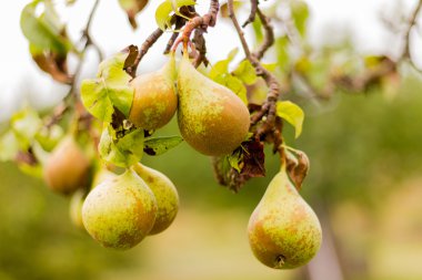 Bir dalda sarı armut