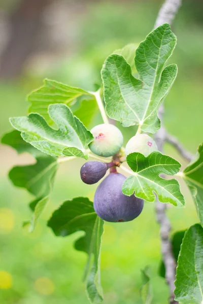 season purple fig