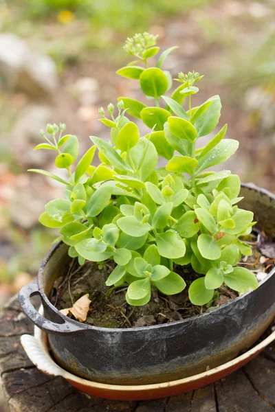 Green succulent plant in a cast iron pan