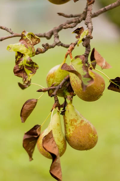 Bir dalda sarı armut