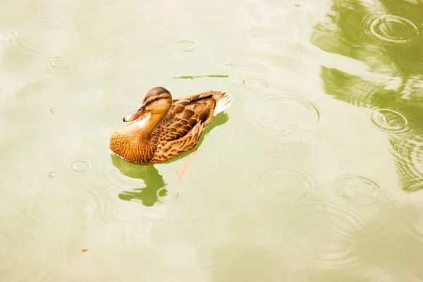 göle kahverengi yaban ördeği