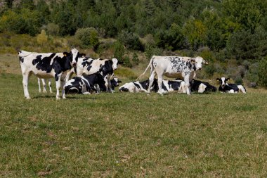 Yüksek Alp dağ siyah inek çayırında