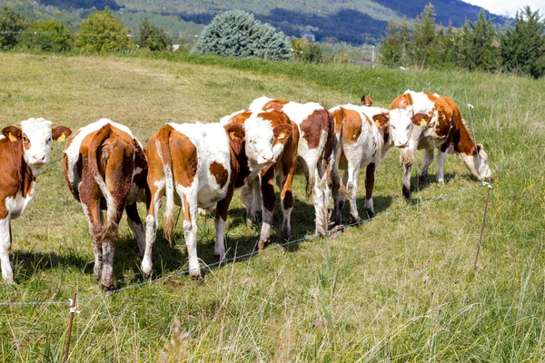 Dağ arazide yüksek Alpleri'nde kahverengi inek — Stok fotoğraf