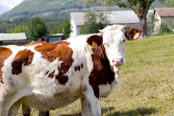 Коричневая корова на горном пастбище в высоких Альпах — стоковое фото