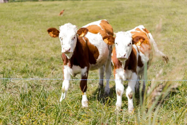 dağ arazide yüksek Alpleri'nde kahverengi inek