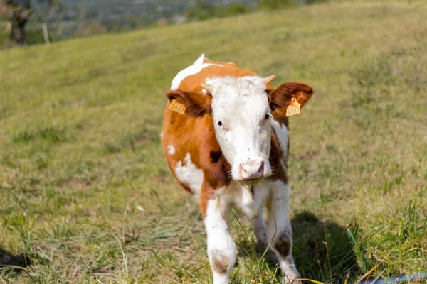 dağ arazide yüksek Alpleri'nde kahverengi inek