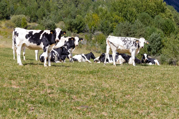 Yüksek Alp dağ siyah inek çayırında