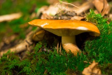 Fransa'da orman dağda mantar