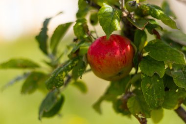 dal Fransa bahçede elma
