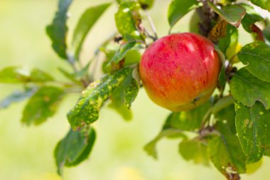 dal Fransa bahçede elma