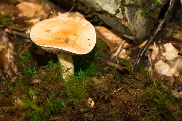Fransa'da orman dağda mantar