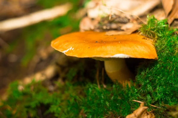 Svamp i skogen mountain i Frankrike — Stockfoto