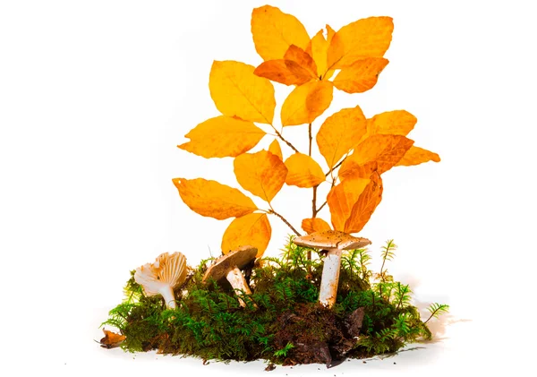 beyaz zemin üzerine sıvı sabun şişe