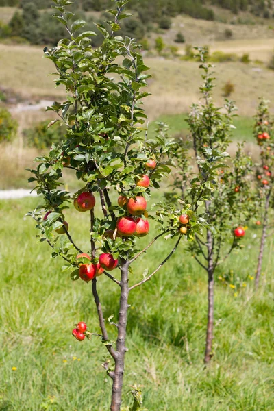 dal Fransa bahçede elma