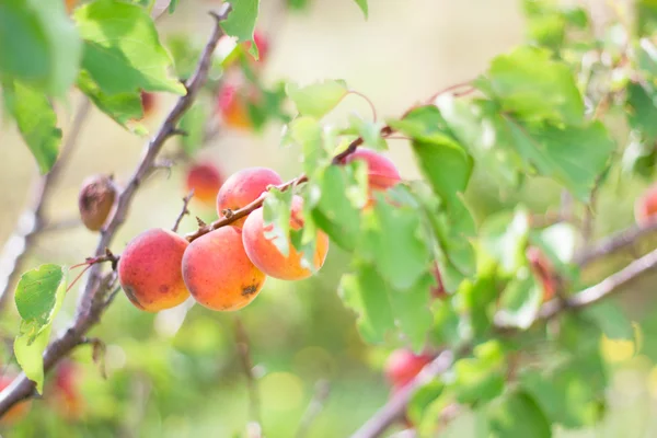 onun bahçede kayısı ağacı