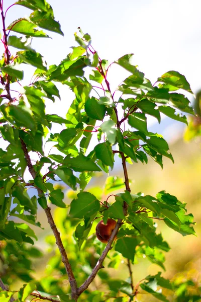 onun bahçede kayısı ağacı