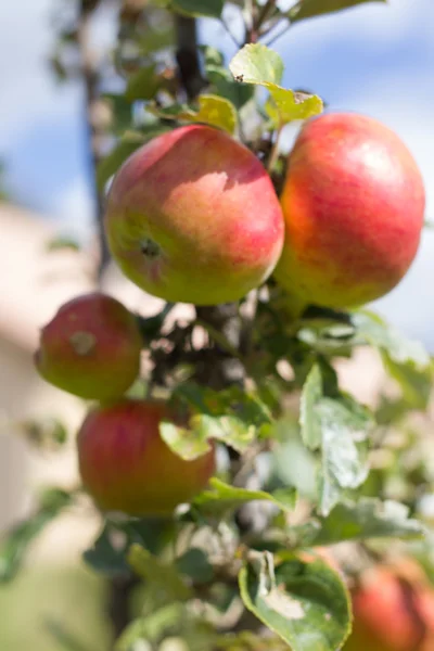 dal Fransa bahçede elma