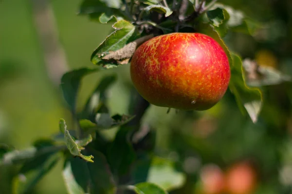 dal Fransa bahçede elma
