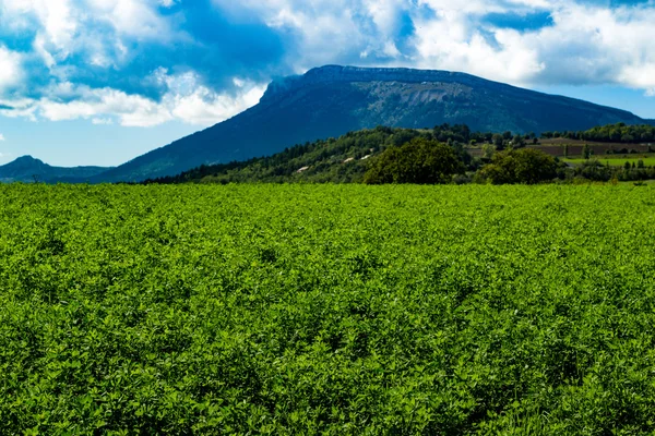 Alp dağlarında Lucerna alanları