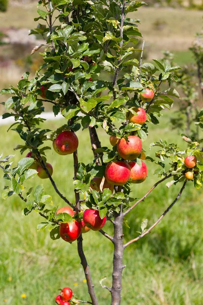 Dal Fransa bahçede elma Telifsiz Stok Fotoğraflar