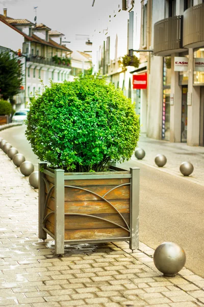 Gap bir sokakta küçük yeşil çalı