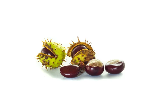Beyaz arka plan üzerinde kestane yaprak kestane