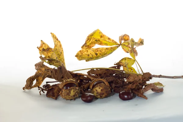 Beyaz arka plan üzerinde kestane yaprak kestane