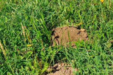 Köstebek delik Bahçe