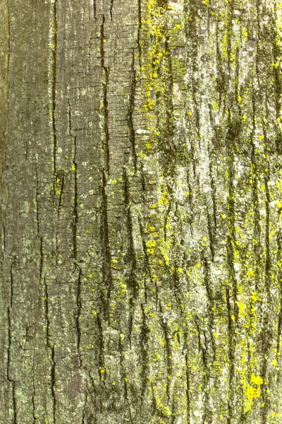 Экотекстура дерева на его валу — стоковое фото