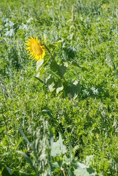 ayçiçeği bir dağ alanları