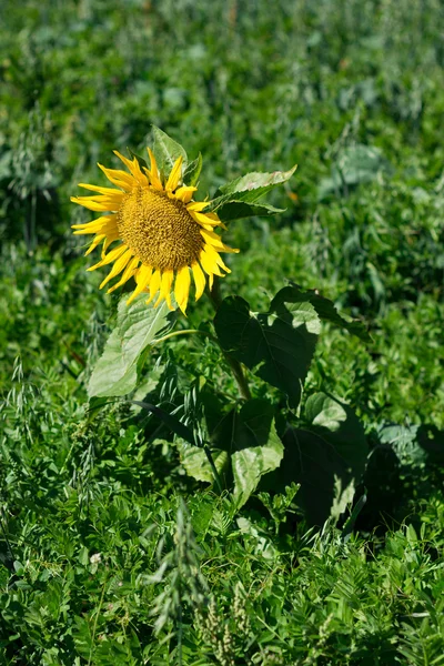 ayçiçeği bir dağ alanları