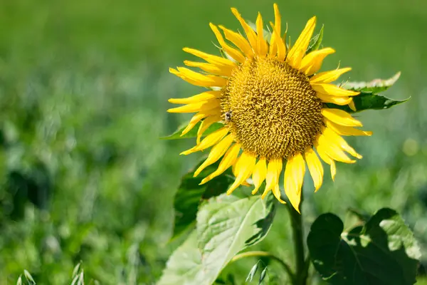 ayçiçeği bir dağ alanları