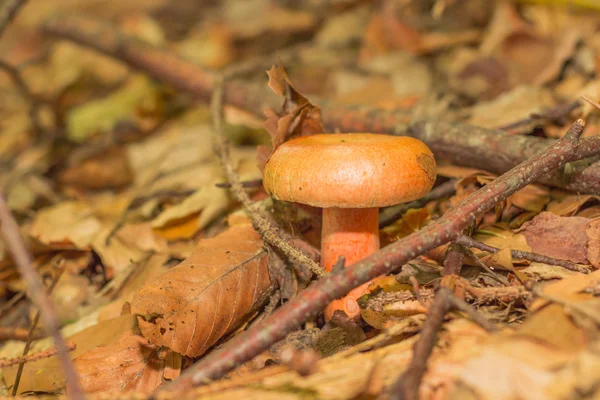 Fransa'da orman dağda mantar