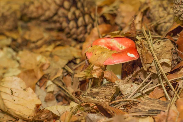 Fransa'da orman dağda mantar