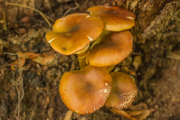 在森林山在法国蘑菇 — 图库照片
