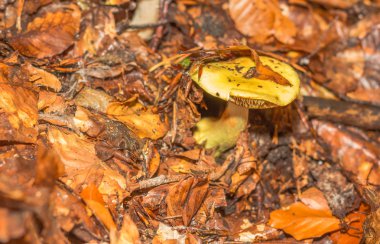 Fransa'da orman dağda mantar