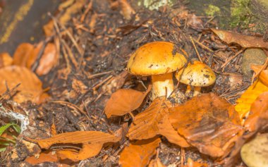Fransa'da orman dağda mantar