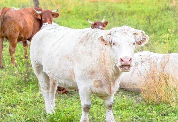 Коричневая и белая корова на пастбище во Франции — стоковое фото