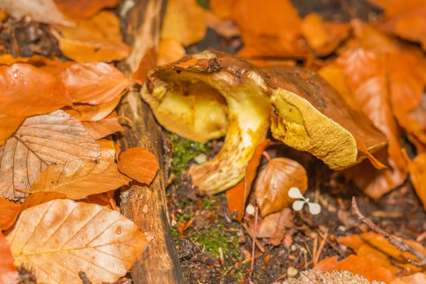 Fransa'da orman dağda mantar