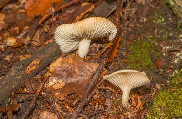 Paddestoel in de berg bos in Frankrijk — Stockfoto