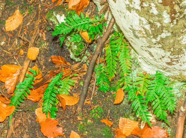 Dağ fern Fransa'da yeşil — Stok fotoğraf